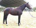 Jument KWPN 4 ans / dressage