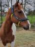 VENDS très beau QUARTER HORSE 