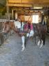 PONEY POTTOK ATTELE MONTE - PRIX EN BAISSE SI DEPART RA