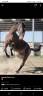 Hongre loisir/obstacle