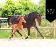 Male kwpn Apache x Goldstar x Maximus HP 