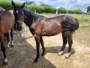 Etalon 1 an à vendre