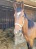 Etalon 1 an à vendre