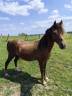 Poney mâle Welsh Section B (2010)