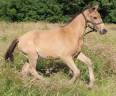 Pouliche SF isabelle