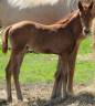 Poulain SF (papillon de l odyssee x ernest )