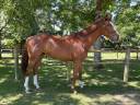 Super cheval polyvalent 