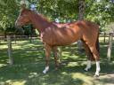 Super cheval polyvalent 