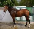 Excellent cheval de concours 130-135