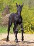 Pouliche bleue roan murgese x frison