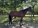 Super cheval polyvalent 