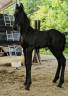 Poulain frison 