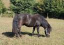 poney SHETLAND