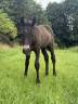 Foal Connemara Part bred