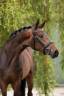 Jument sBs Cheval de Sport Belge A vendre 2020 Brun