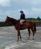 Magnifique hongre 8 ans