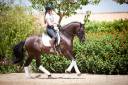 Magnifique Hongre Pure Race Espagnole noir Dressage