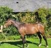 Magnifique pouliche par Casallo Z, 2 ans 