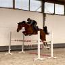 Joli hongre, Zangersheide, 5 ans, 1m63