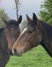 Jeune 3 ans zangersheide 