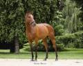 Jument pur sang 4ans 