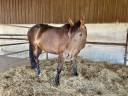 Jument El Barone 111 Z x Balou du Rouet