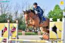 Hongre Cheval de Selle Italien A vendre 2020 Bai par SUNDAY DE RIVERLAND