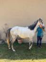 PONEY CONNEMARA HONGRE NE EN 2022