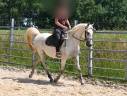Jument pur sang arabe de 13 ans