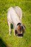 Cheval miniature 