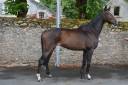 ✨ Cheval de loisir 4 ans, 1m60 –