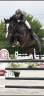 Magnifique hongre CSO 11 ans