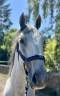 Joli hongre Lipizzan 6 ans 1m64