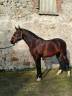Pure sang Lusitanien Entier 6 ans 