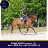 Jument 6 ans env 1m65