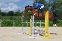 Magnifique jument KWPN de 7 ans