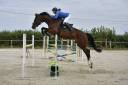 Magnifique jument KWPN de 7 ans