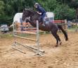 A vendre chevaux de 4 ans avec de très bonnes origines 