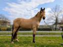 OLIVIO ANGOSTURA, superbe hongre PRE isabelle de 4 ans