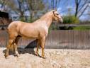 OTE OLIVARES , PRE à la robe palomino 3 ans 