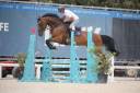 Jument BWP Cheval de Sang Belge A vendre 2019 Bai par BURGGRAAF