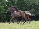 Poulain arabe x rocky mountain black silver 1 an