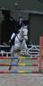 Jument Autre Race de Poney A vendre 2016 Gris