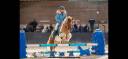 FANTASTIQUE SHETLAND A VENDRE