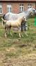 Pouliche Welsh B