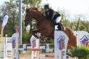 Gentil selle Français d’obstacle amateur 