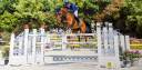 Hongre SF - 13 ans 1m79 - Facile AM 1 / Elite