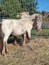 Shetlands mâle 