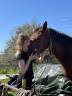 Groom maison/concours