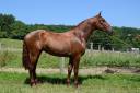 IMPERIAL - PRE 3 ans, cheval d'avenir 